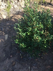 Diospyros dichrophylla