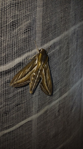 Vine Hawkmoth