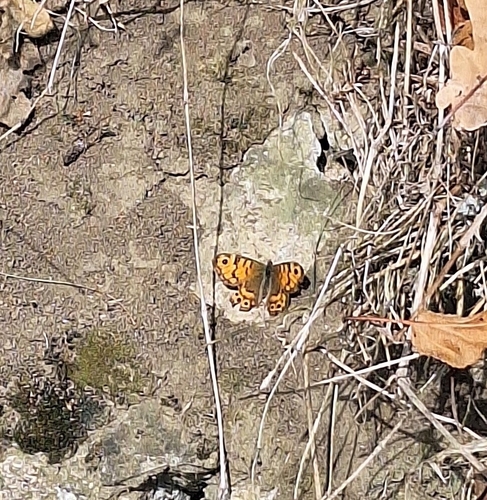Wall Brown