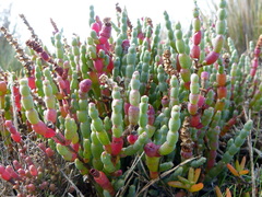 Salicornia blackiana