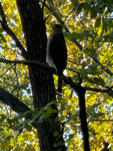 Cooper's Hawk
