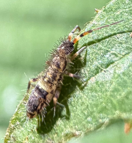 Belted Springtail