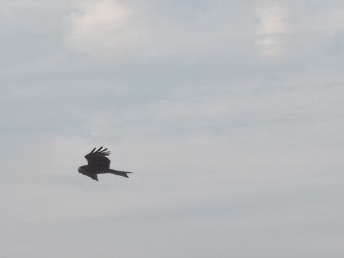 Black Kite