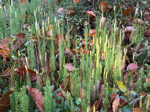 interrupted clubmoss