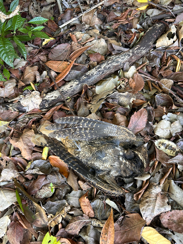Chuck-will's-widow observed by charlotte_peele