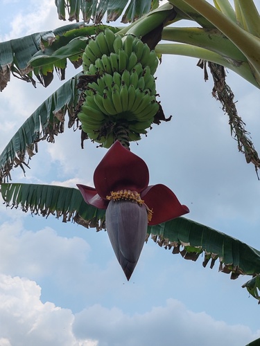 Plantain