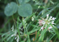 Closterotomus norwegicus