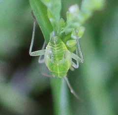 Closterotomus norwegicus