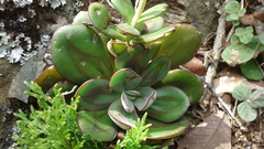 Echeveria nodulosa