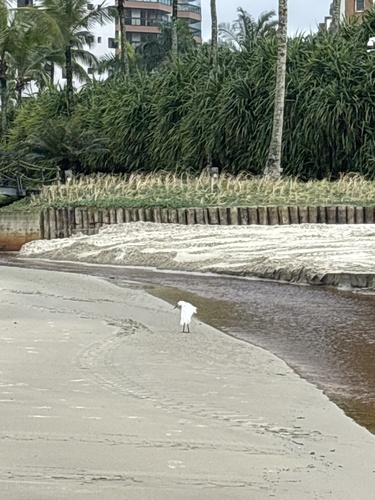 Snowy Egret