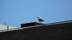 Larus michahellis