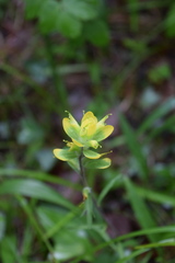 Castilleja kraliana