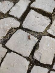 Stenopterus mauritanicus