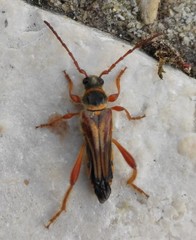 Stenopterus mauritanicus