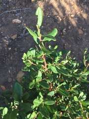 Diospyros dichrophylla