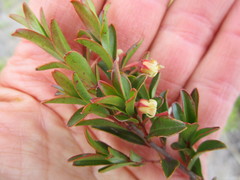 Penaea acutifolia
