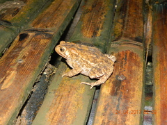 Ingerophrynus biporcatus