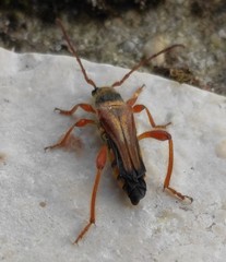 Stenopterus mauritanicus