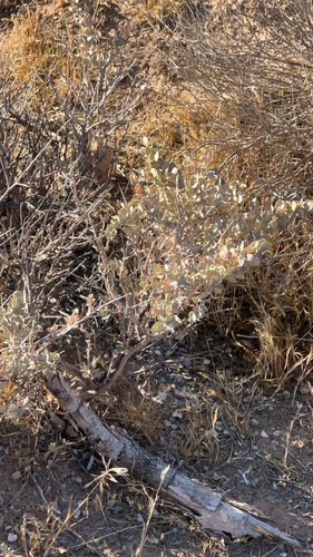Atriplex confertifolia, 2026-10-03