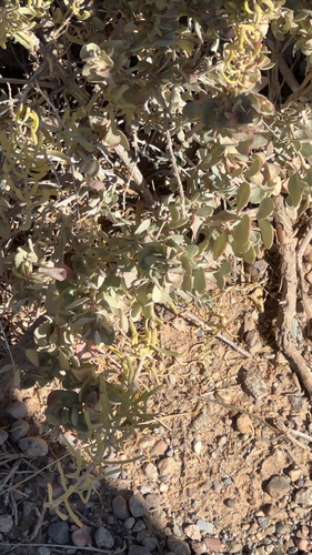 Atriplex confertifolia, 2026-10-03