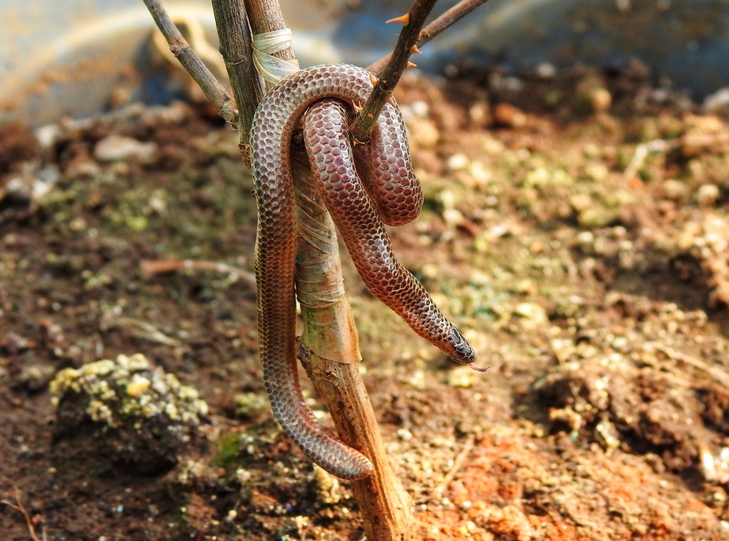 Nilgiri Burrowing Snake