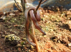 Plectrurus perroteti