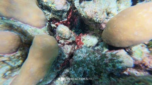 Echinothrix diadema observed 2026-10-07