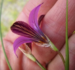 Romulea cruciata