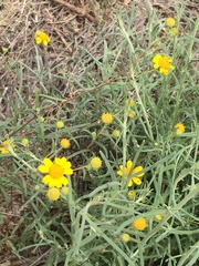 Helenium amarum