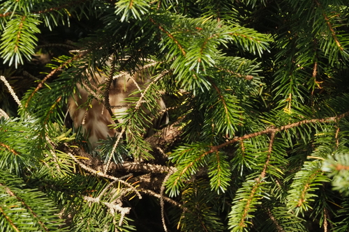 Mainland Northern Saw-whet Owl