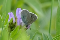 Glaucopsyche lycormas