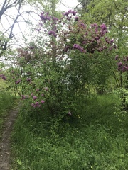Syringa chinensis