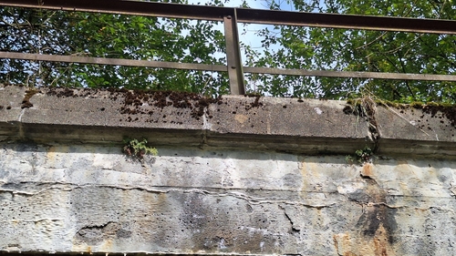 wall-rue