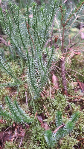 interrupted clubmoss