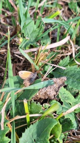 Small Heath