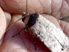 Athetis maculatra