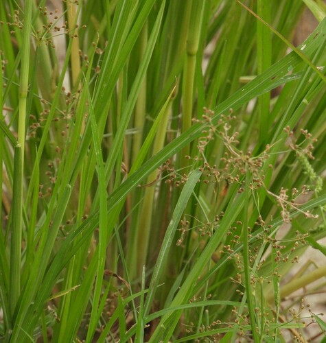 Fimbristylis littoralis observed 2026-10-06
