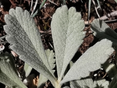 Potentilla cinerea