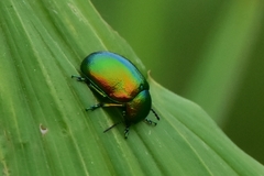 Chrysolina graminis