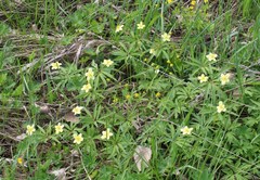 Anemonoides uralensis