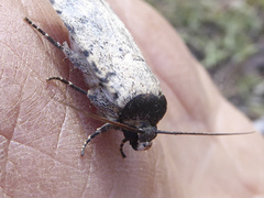 Athetis maculatra