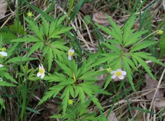 Anemonoides uralensis