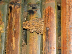 Ingerophrynus biporcatus