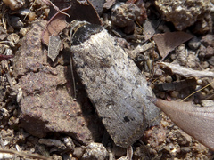 Athetis maculatra