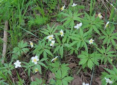 Anemonoides uralensis