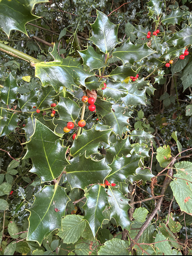 European holly