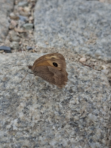 Meadow Brown