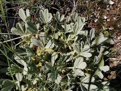 Potentilla cinerea