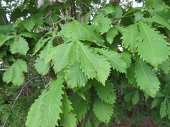 Quercus crispula