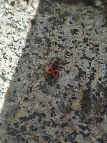European Firebug